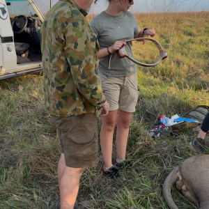 Collaring Lion Mozambique