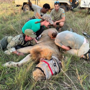 Collaring & Measuring Lion Mozambique