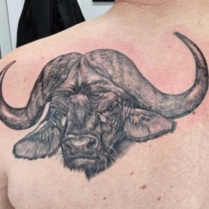 Buffalo Tatoo