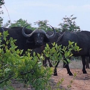 Buffalo Herd South Africa