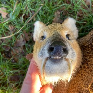 Hunting Chinese Water Deer