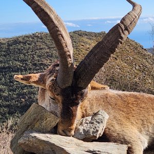 Ibex Hunting Spain