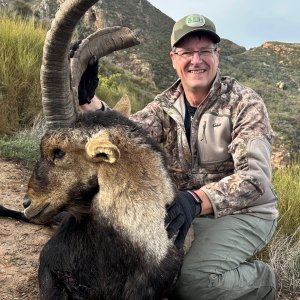 Ibex Hunting Spain