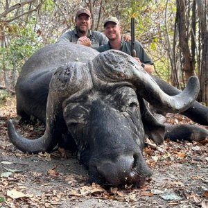 Buffalo Hunt Niassa Mozambique