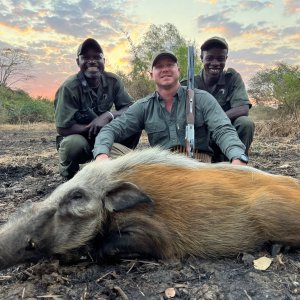 Bushpig & Trackers Niassa Mozambique