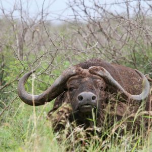 Buffalo KwaZulu-Natal South Africa