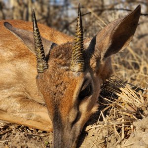 Suni Hunt Mozambique