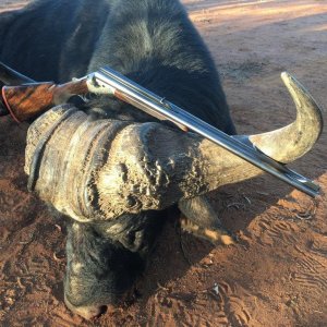 Media 'Cape Buffalo Hunt South Africa' in category 'Hunting Africa'