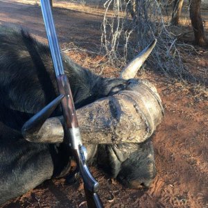 Cape Buffalo Hunt South Africa