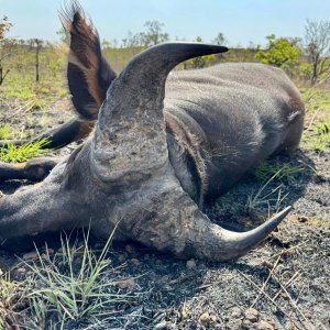 Western Buffalo Hunt Cameroon