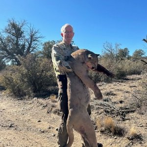 Mountain Lion Hunt  Arizona