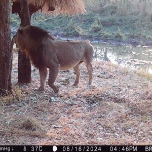 Lion Trail Camera Tanzania