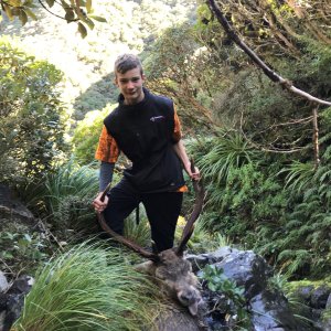 Sambar Hunt New Zealand