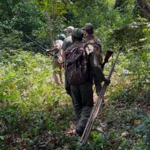 Stalking In Forest Mozambique