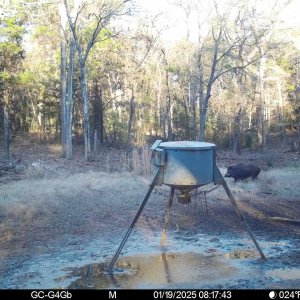 Hog Trail Camera