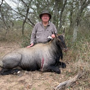 Nilgai Hunt Texas