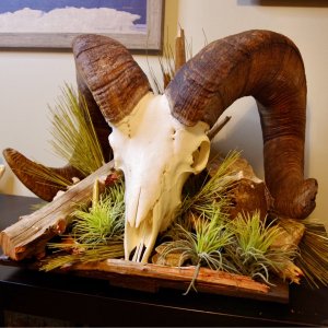 Bighorn Sheep Skull Display