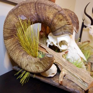 Bighorn Sheep Skull Display