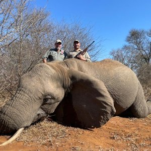 Elephant Hunt Zimbabwe