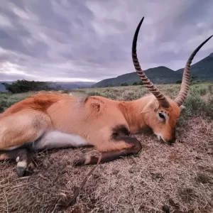 Lechwe Hunt South Africa