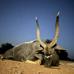 Nyala Hunt South Africa