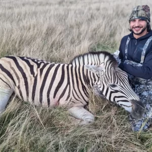 Zebra Hunt South Africa