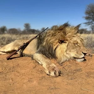 Lion Hunt South Africa