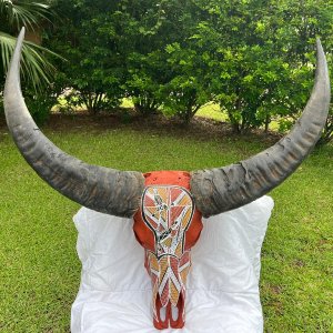 Aboriginal Painted Water Buffalo Skull Taxidermy