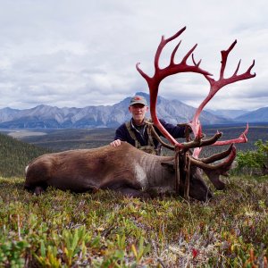 Yukon Mountain Caribou Hunt