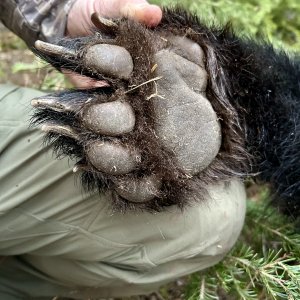 Bear Paw