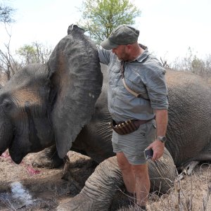 Elephant Hunt South Africa