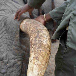 Elephant Tusk South Africa