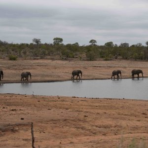 Elephant Herd South Africa