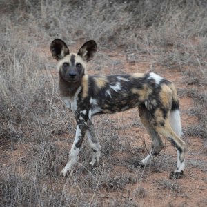 Wild Dog South Africa