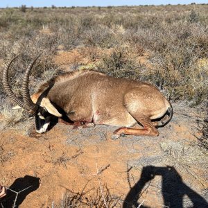 Roan Hunt Eastern Cape South Africa