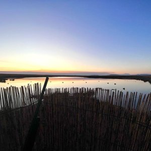 Wild waterfowl shooting South Africa