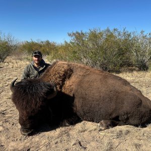 Bison Hunting