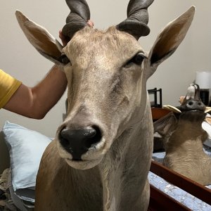 Eland Shoulder Mount Taxidermy