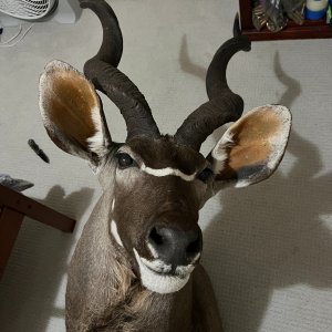 Kudu Shoulder Mount Taxidermy