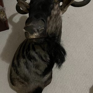 Blue Wildebeest Wall Pedestal Mount Taxidermy