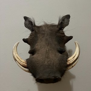 Warthog Shoulder Mount Taxidermy