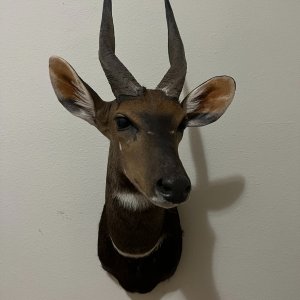 Bushbuck Shoulder Mount Taxidermy