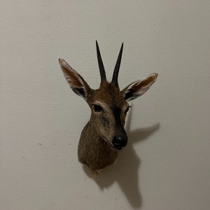 Duiker Shoulder Mount Taxidermy