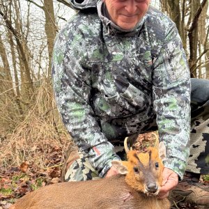 Muntjac Hunt United Kingdom