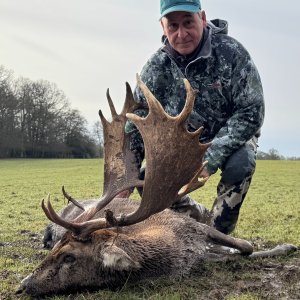 Fallow Deer Hunt United Kingdom