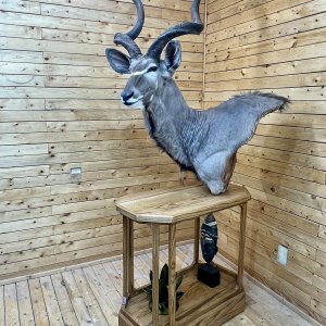 Kudu Pedestal Mount Taxidermy