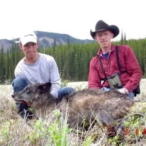 Alberta Wolf Hunting