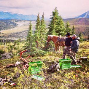 Yukon Caribou Hunting