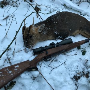 Muntjac Hunt United Kingdom