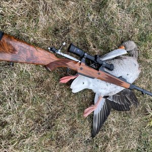 Greylag Goose Hunt